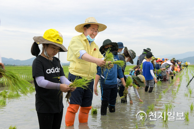 허석 순천시장이 지난 17일 순천 인안초등학교 학생들과 흑두루미의 먹이가 될 쌀 생산을 위한 모내기 행사를 하고 있다. (제공: 순천시) ⓒ천지일보 2020.6.18