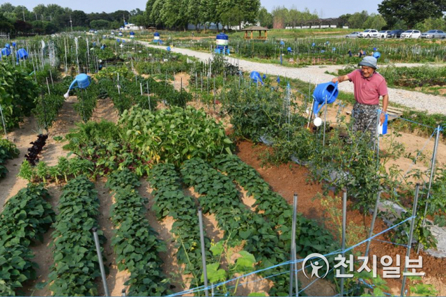 수원시민이 탑동 시민농장을 분양받아 농작물을 경작하고 있다. (제공: 수원시) ⓒ천지일보 2020.6.23