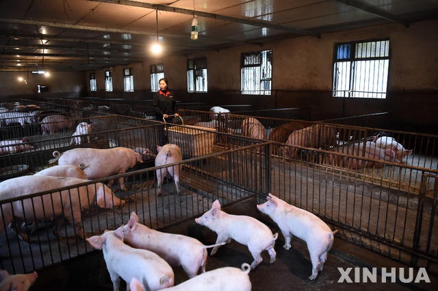 작년 3월 22일 중국 충칭 룽창의 돼지 사육장에서 한 여성이 돼지를 돌보고 있다. (출처: 뉴시스)
