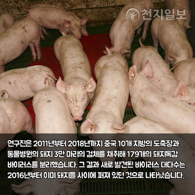 중국 돼지독감 ⓒ천지일보 2020.7.1