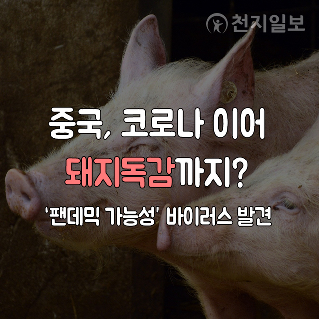 중국 돼지독감 ⓒ천지일보 2020.7.1