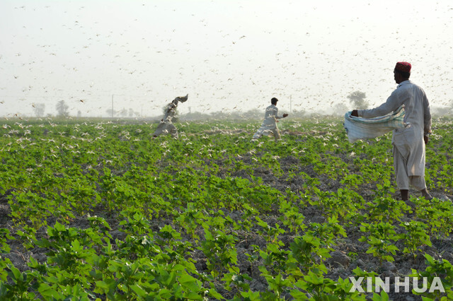 1일(현지시간) 파키스탄 수쿠르 외곽에서 농부들이몰려든 메뚜기 떼를 쫓고 있다. 파키스탄 식품안전처는 파키스탄의 연간 밀 수요가 2747만 톤인 데 반해 올해 수확량은 2500만 톤 미만으로 이는 메뚜기 공격을 포함한 때아닌 폭우, 곰팡이 발생 등이 원인이라고 밝혔다. (출처: 뉴시스)
