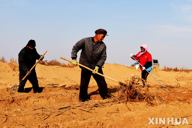 중국 네이멍자치구 울란부 사막에서 작년 11월 25일 농부들이 일하고 있다. (출처: 뉴시스)