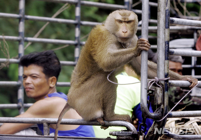태국에서 줄에 묶인 채 코코넛 채취 하는 원숭이. (출처: 뉴시스)