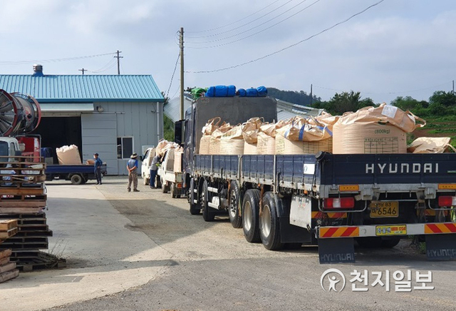 전남 함평군이 지난 7일부터 본격적인 밀 수매 작업에 돌입했다. (제공: 함평군) ⓒ천지일보 2020.7.9