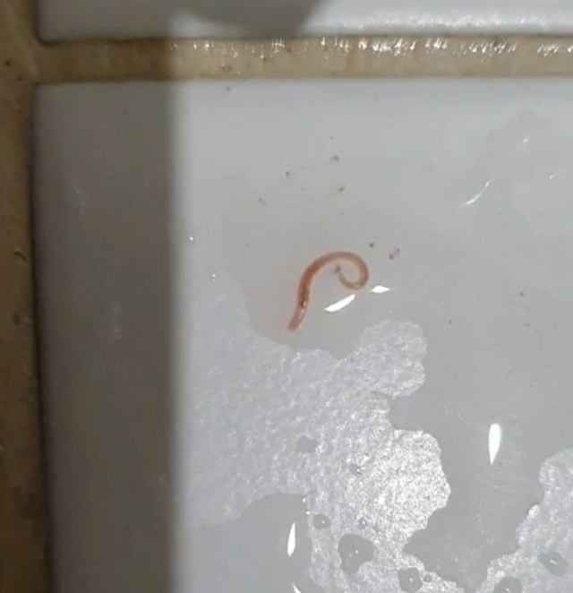 서울 중구 아파트 욕실에서 발견된 유충 (출처: 연합뉴스)