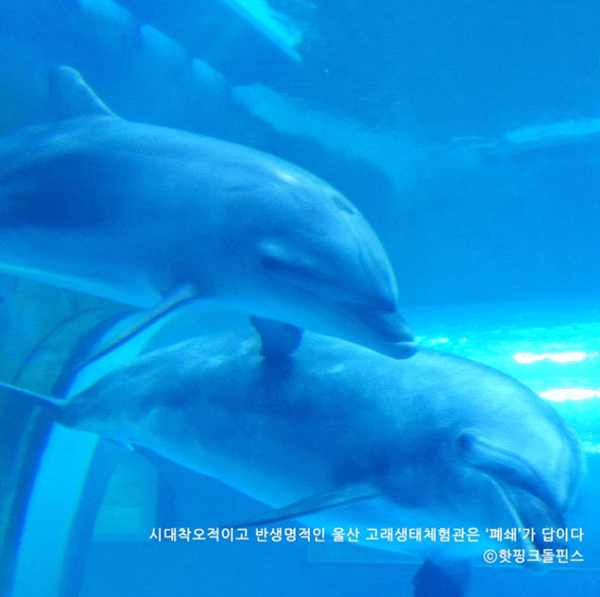 울산 남구 고래생태체험관 돌고래 모습. (제공: 핫핑크돌핀스) ⓒ천지일보 2020.7.22