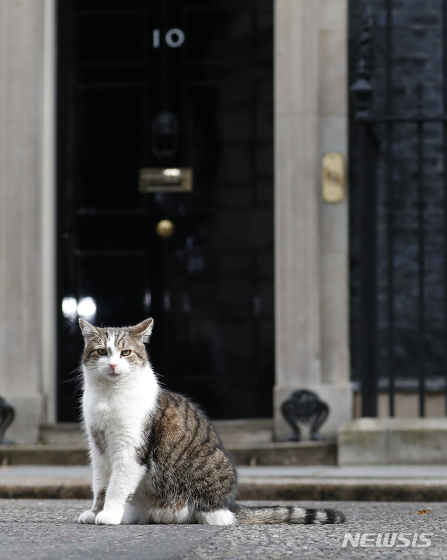 영국 총리관저에서 키우는 고양이 래리. 기사 내용과 무관. (출처: 런던=AP/뉴시스)