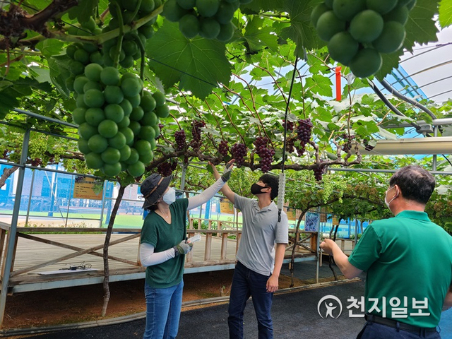 함평군 농업기술센터 담당 공무원들이 전북 김제시에 있는 샤인머스켓 우수 재배 농가를 찾아 벤치마킹하고 있는 모습. (제공: 함평군) ⓒ천지일보 2020.7.29
