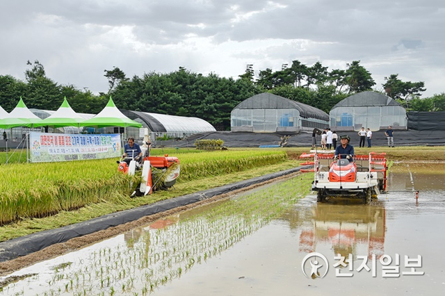 충남도가 국내 벼 품종 중 생육 기간이 가장 짧고, 국내에서 유일하게 이기작에 성공한 ‘빠르미’보다 더 짧은 기간에 수확할 수 있는 쌀 개발에 성공했다. (제공: 충남도) ⓒ천지일보 2020.7.30