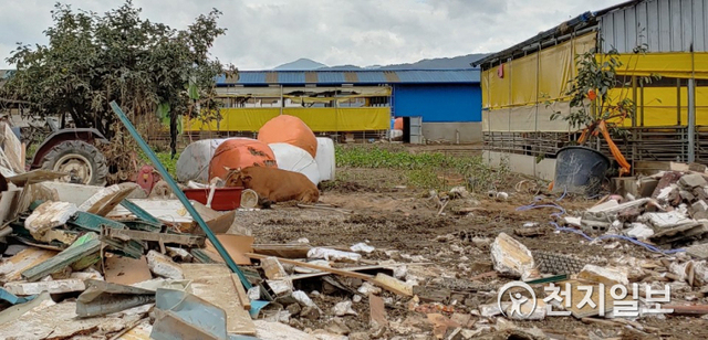 [천지일보 구례=이미애 기자] 13일 집중 폭우에 가장 피해가 심했던 전남 구례군 양정마을 한 어귀에 보금자리를 잃은 황소 한 마리가 쓰레기가 난립한 땅바닥에 조용히 앉아있다. ⓒ천지일보 2020.8.13