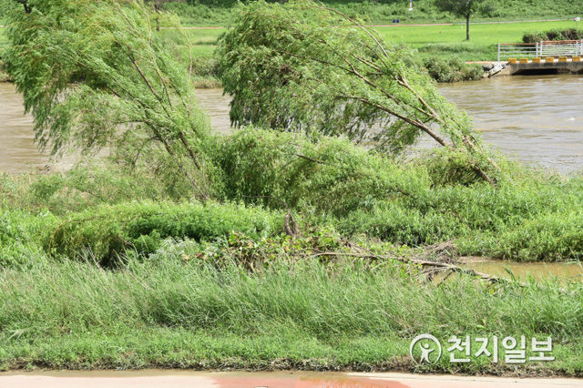 [천지일보=김지현 기자] 태풍 영향으로 강한 바람에 쓰러진 나무들. ⓒ천지일보 2020.9.7