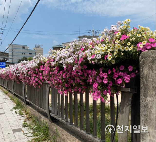 의정부시 주요 도로변에 형형색색의 꽃길 조성. (제공: 의정부시) ⓒ천지일보 2020.9.7