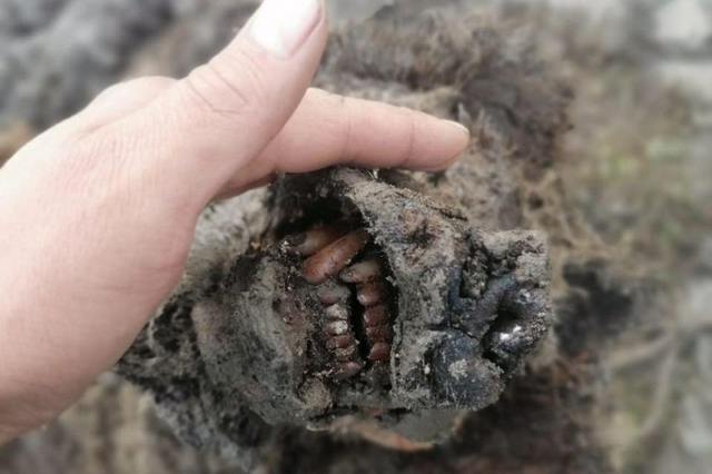 북동연방대가 홈페이지를 통해 공개한 동굴곰의 이빨 모습. (출처: 야쿠츠크 북동연방대 홈페이지 캡처)