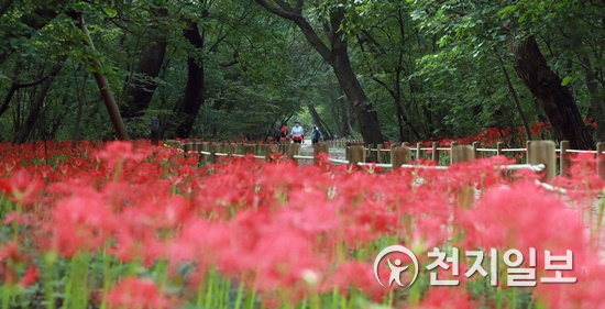 신선함이 느껴지는 가을날. 15일 경상남도 함양군에 있는 상림공원(천연기념물 제154호)에서 붉게 물든 활짝 핀 꽃무릇이 아름다운 자태를 뽐내고 있다.(제공=함양군)ⓒ천지일보 2020.9.15
