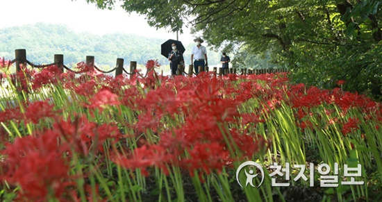 신선함이 느껴지는 가을날. 15일 경상남도 함양군에 있는 상림공원(천연기념물 제154호)에서 붉게 물든 활짝 핀 꽃무릇이 아름다운 자태를 뽐내고 있다.(제공=함양군)ⓒ천지일보 2020.9.15
