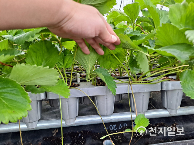고설 베드 시설을 이용한 유기농 딸기묘. (제공: 곡성군) ⓒ천지일보 2020.9.21