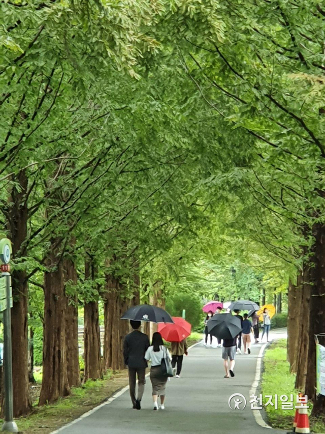 지난 12일 경기도 오산시 물향기수목원을 찾은 여행객들이 메타쉐콰이아 길을 걷고 있다. ⓒ천지일보 2020.9.22