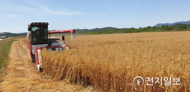 전남 강진군 농가에서 쌀귀리 수확이 한창이다. (제공: 강진군) ⓒ천지일보 2020.6.2