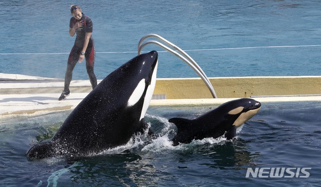 [AP/뉴시스] 2011년 자료사진으로 프랑스 남동부 앙티브 수상공원에서 킬러 고래 모녀가 점프하고 있다. 윌키라는 이름의 엄마 고래가 한 달 전 딸 고래를 낳았다. 프랑스는 킬러 고래와 돌고래의 이 같은 공원 쇼 및 공원양육을 즉시 금지시켰다.
