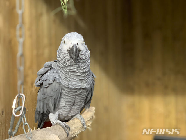 영국 동물원의 ‘욕쟁이’ 앵무새. (출처: AP/뉴시스)