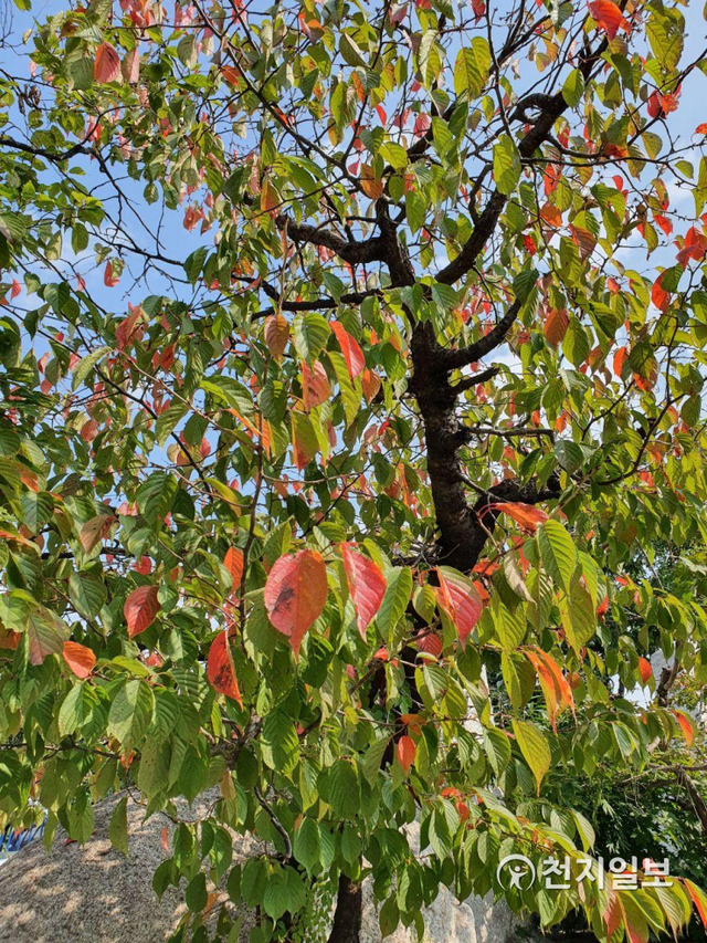 [천지일보 철원=이성애 기자] 개천절인 3일 강원도 철원군 동성읍 북원로 한 도로 가에 햇살을 받은 나뭇잎이 빨간 단풍으로 물들어있다. 오늘 날씨는 20도를 보이고 있다.   ⓒ천지일보 2020.10.3