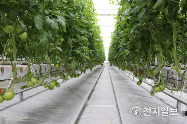 농업기술센터 ICT스마트팜 시험 온실 토마토 재배. (제공: 광주시) ⓒ천지일보 2020.10.5