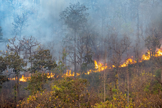 팜오일을 대량생산하는 과정에서 열대우림이 불태워지는 일이 빈번하다. (출처: 게티이미지뱅크) ⓒ천지일보 2020.10.9