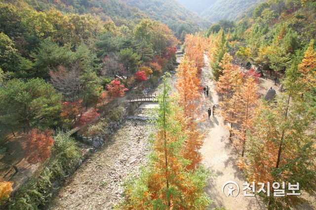 대전 동구 상소동 산림욕장에 단풍 진 가을 숲속 길을 친구, 연인과 함께 걷고 있는 모습. (제공: 동구) ⓒ천지일보 2020.10.12