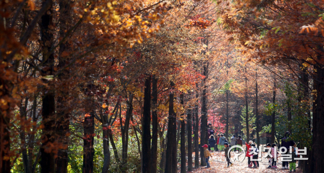 대전 동구 상소동 산림욕장에 단풍 진 가을 숲에서 아이들이 놀고 있는 모습. (제공: 동구) ⓒ천지일보 2020.10.12