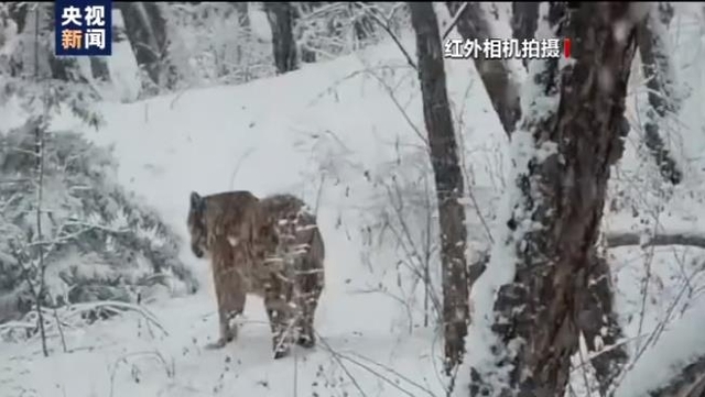카메라에 잡힌 호랑이 자료사진. (출처: CCTV 캡처, 연합뉴스)