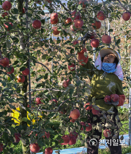 [천지일보 예산=박주환 기자] 2일 충남 예산군 신암면의 과수농장에서 농민이 사과를 수확하고 있다. ⓒ천지일보 2020.11.2