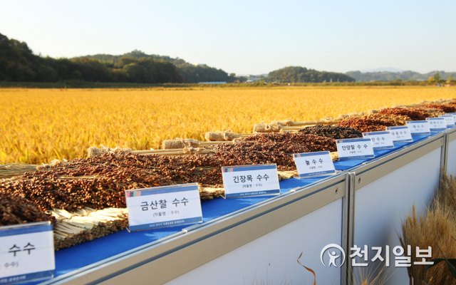 ‘영상으로 만나는 토종 종자 전시’ 잡곡류. (제공: 진주시) ⓒ천지일보 2020.11.3