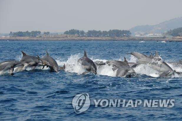 남방큰돌고래. (출처: 연합뉴스)
