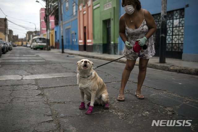 [리마=AP/뉴시스]5일(현지시간) 페루 리마 거리에서 신발을 신은 마이아라는 개가 주인과 함께 산책하고 있다. 이 개의 주인은 신종 코로나바이러스 감염증으로부터 자신의 개를 보호하기 위해 신발을 신겼다고 밝혔다.