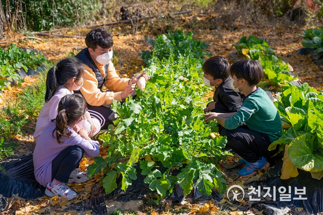학생들이 농산물 기르기 수확 체험을 하고 있다. (제공: 전남교육청) ⓒ천지일보 2020.11.27