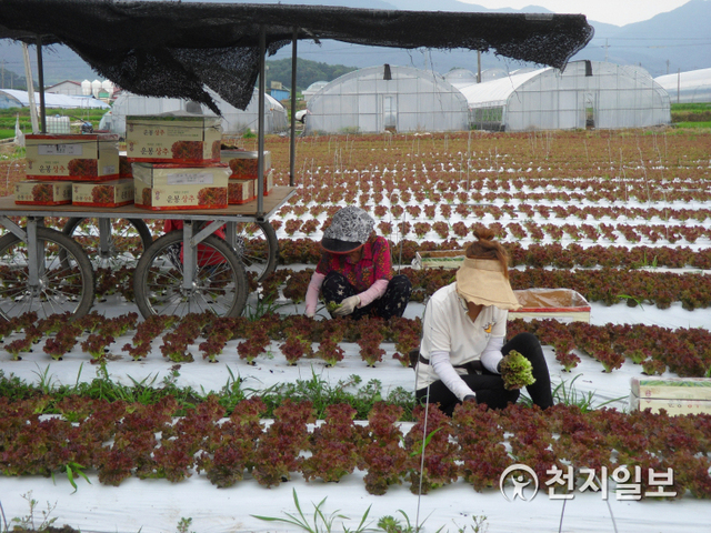전북 남원시 한 농가가 타작물을 재배하고 있다. (제공: 남원시) ⓒ천지일보 2020.11.27