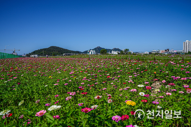 목포 남항 꽃 정원. (제공: 목포시) ⓒ천지일보 2020.11.28