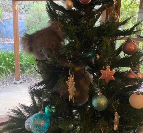 호주 가정집 크리스마스트리에 매달린 채 발견된 코알라 (출처: 1300코알라즈 페이스북 갈무리, 연합뉴스)