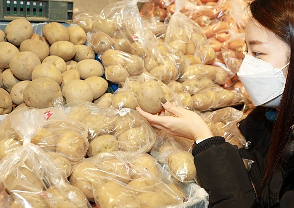 롯데마트가 ‘강원도 B+ 평창 감자 판촉전’을 열고 있다. (제공: 롯데쇼핑)