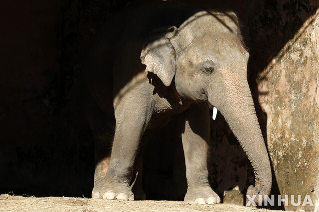파키스탄 동물원의 ‘세상에서 가장 외로운 코끼리’ 카아반의 모습. (출처: 신화/뉴시스)