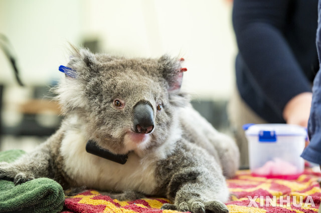 지난 6일(현지시간) 호주 멜버른의 동물원 진료소에서 암컷 코알라 한 마리가 건강 검진을 받고 있다(출처: 뉴시스)