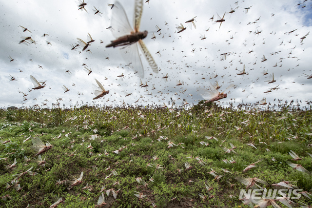 2020년 1월 24일 케냐 키투이 카티카 마을에서 한 무리의 사막 메뚜기떼가 농작물 위를 날고 있다. 올해 수억 마리의 사막 메뚜기떼가 소말리아와 에티오피아에 몰려들어 농지를 파괴하고 이미 취약한 지역들을 위협했다.  (출처: 뉴시스/AP)
