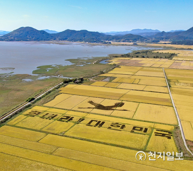 순천만 경관농업. (제공: 순천시) ⓒ천지일보 2020.12.24