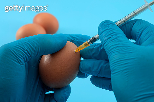 달걀 유정란을 활용하면 백신을 대량 생산할 수 있다. 사진은 달걀에 주사하는 모습. (출처: 게티이미지뱅크)