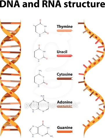 사진은 DNA(왼쪽)과 RNA 구조의 모습. RNA는 유전정보를 담고 있는 DNA가 반으로 갈린 모습이라고 보면 이해가 쉽다. (출처: 게티이미지뱅크)
