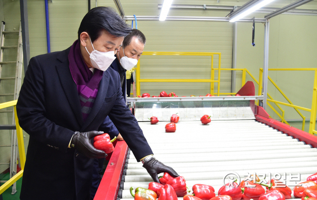 [천지일보 진주=최혜인 기자] 5일 조규일 진주시장이 농산물 공동브랜드 ‘진주드림’ 사용승인 조직체인 원예농협 산지유통센터를 방문해 유통현황과 코로나19 방역사항 등을 점검하고 있다.이날 조규일 시장은 “코로나로 인해 국내외 여건이 어려운 상황”이라면서도 “방역관리와 농산물의 체계적인 품질관리를 통해 국내외 시장에서 인정받는 진주 농산물 공동브랜드로 만들어나가겠다”고 밝혔다.산지유통센터는 노후화된 시설보완과 늘어나는 선별물량을 해결하기 위해 지난 2019년 국·도비 등 총 41억원의 사업비로 착공해 지난해 3월에 준공됐다.이곳에서는 파프리카·딸기·배·단감 등 4개 품목에 대해 연간 수출 2450톤(92억원), 내수 1080톤(26억원) 등 총 3530톤(118억원)의 농산물을 출하하고 있다. ⓒ천지일보 2021.1.5