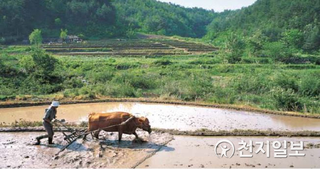국립민속박물관 ‘한국생업기술사전: 농업 편’ 발간. 사진은 모내기 직전에 논의 흙덩이를 부수고 삶는 작업인 써레질의 장면이다. (사진 출처:안승일) (제공:국립민속박물관) ⓒ천지일보 2021.1.12