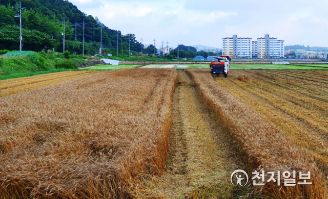 전남 함평군이 최근 지역에 있는 나비골 월송친환경영농조합과 농업회사법인 ㈜쿱양곡이 1700t 규모의 밀 생산계약을 체결했다고 밝혔다. 사진은 지난해 대동면 일대에서 진행된 밀 수확 현장 모습. (제공: 함평군) ⓒ천지일보 2021.1.16