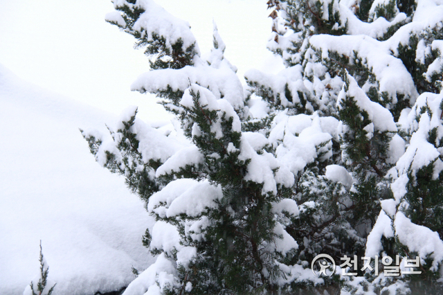 [천지일보 담양=이미애 기자] 18일 새벽부터 기온이 하락한 가운데 전남 담양군 담양읍 한 주택 앞 나무에 쌓인 하얀 눈이 푸른 잎과 조화를 이루며 더욱 선명하게 보인다. ⓒ천지일보 2021.1.18